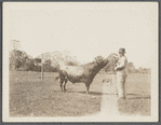 View of one of A.T. Haney's bulls (Haney holding chain?). East side Sagg Main Street, south of Montauk Highway, Poxabogue. Bridgehampton, Southampton
