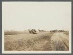 View of Bridge Lane, east of Sagg Bridge, Saggaponack. Looking east. Man and horses tilling field. Bridgehampton, Southampton