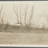 View of looped or blazed trees (old fence). West side Hands Lane, north of Bishop house and railroad tracks. Bridgehampton, Southampton