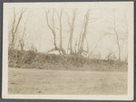 View of looped or blazed trees (old fence). West side Hands Lane, north of Bishop house and railroad tracks. Bridgehampton, Southampton