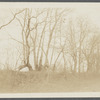 View of looped or blazed trees (old fence). West side Hands Lane, north of Bishop house and railroad tracks. Bridgehampton, Southampton