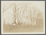 View of looped or blazed trees (old fence). West side Hands Lane, north of Bishop house and railroad tracks. Bridgehampton, Southampton