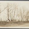 View of looped or blazed trees (old fence). West side Hands Lane, north of Bishop house and railroad tracks. Bridgehampton, Southampton