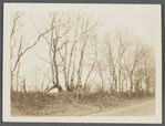 View of looped or blazed trees (old fence). West side Hands Lane, north of Bishop house and railroad tracks. Bridgehampton, Southampton