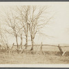 View of looped or blazed trees (old fence). West side Hands Lane, north of Bishop house and railroad tracks. Bridgehampton, Southampton