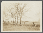 View of looped or blazed trees (old fence). West side Hands Lane, north of Bishop house and railroad tracks. Bridgehampton, Southampton