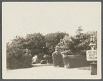 View of ivy-covered gate at drive entrance. NW corner Main Street and Gin Lane. Southampton, Southampton