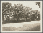 View of shaded walk and hedge. East side Main Street, south of Toylsome Lane. Southampton, Southampton