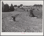 CCC (Civilian Conservation Corps) boys seeding and preparing a meadow strip for terrace outlet made on property of FSA (Farm Security Administration) borrower E.O. Foster. Caswell County, North Carolina.