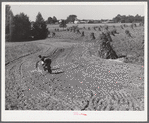 CCC (Civilian Conservation Corps) boys seeding and preparing a meadow strip for terrace outlet made on property of FSA (Farm Security Administration) borrower E.O. Foster. Caswell County, North Carolina.