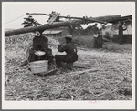 Making sorghum syrup in Caswell County, North Carolina.