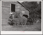 Black helper putting peavine hay into barn loft. Mr. J.V. Harris' farm, nine miles south of Chapel Hill on Highway 15, Chatham County, North Carolina.