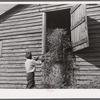 Black helper putting peavine hay into barn loft. Mr. J.V. Harris' farm, nine miles south of Chapel Hill on Highway 15. Chatham County, North Carolina.