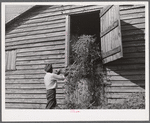 Black helper putting peavine hay into barn loft. Mr. J.V. Harris' farm, nine miles south of Chapel Hill on Highway 15. Chatham County, North Carolina.