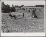 CCC (Civilian Conservatioon Corps) boys seeding and preparing a meadow strip for terrace outlet made on property of FSA (Farm Security Administration) borrower E.O. Foster. Caswell County, North Carolina,