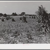 Shocked corn and home of E.O. Foster, FSA (Farm Security Administration) borrower in Caswell County, North Carolina.