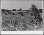 Shocked corn and home of E.O. Foster, FSA (Farm Security Administration) borrower in Caswell County, North Carolina.