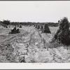 CCC (Civilian Conservation Corps) boys seeding and preparing a meadow strip for terrace outlet on property of FSA (Farm Security Administration) borrower E.O. Foster. Caswell County, North Carolina.