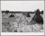 CCC (Civilian Conservation Corps) boys seeding and preparing a meadow strip for terrace outlet on property of FSA (Farm Security Administration) borrower E.O. Foster. Caswell County, North Carolina.