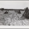 CCC (Civilian Conservation Corps) boys seeding and preparing a meadow strip for terrace outlet on property of FSA (Farm Security Administration) borrower E.O. Foster. Caswell County, North Carolina.