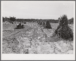 CCC (Civilian Conservation Corps) boys seeding and preparing a meadow strip for terrace outlet on property of FSA (Farm Security Administration) borrower E.O. Foster. Caswell County, North Carolina.