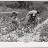 Black tenants picking cotton on Highway 15 about seven miles south of Chapel Hill. Chatham County, North Carolina.