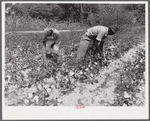 Black tenants picking cotton on Highway 15 about seven miles south of Chapel Hill. Chatham County, North Carolina.