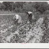 Black tenants picking cotton on Highway 15 about seven miles south of Chapel Hill. Chatham County, North Carolina.