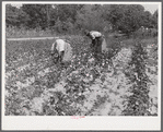 Black tenants picking cotton on Highway 15 about seven miles south of Chapel Hill. Chatham County, North Carolina.