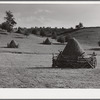 Haystacks and shocks of corn in field near Marion, Virginia.