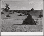 Haystacks and shocks of corn in field near Marion, Virginia.