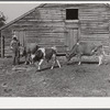 FSA (Farm Security Administration) borrower with a bull calf purchased with a FSA community co-operative service loan and his two milk cows. Caswell County, North Carolina. Farm of Emery F. Farrar, Prospect Hill.