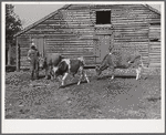 FSA (Farm Security Administration) borrower with a bull calf purchased with a FSA community co-operative service loan and his two milk cows. Caswell County, North Carolina. Farm of Emery F. Farrar, Prospect Hill.