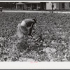 Tenants picking cotton on Highway 15, about seven miles south of Chapel Hill. Chatham County, North Carolina.