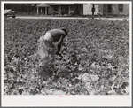 Tenants picking cotton on Highway 15, about seven miles south of Chapel Hill. Chatham County, North Carolina.