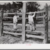 Family of FSA (Farm Security Administration) borrower watching their new bull calf purchased with FSA community cooperative service loan. Caswell County, North Carolina. Farm of Emery F. Farrar.