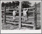 Family of FSA (Farm Security Administration) borrower watching their new bull calf purchased with FSA community cooperative service loan. Caswell County, North Carolina. Farm of Emery F. Farrar.