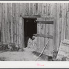 Sweet potatoes stored for the winter in tobacco barn [of Black tenant]. Caswell County, North Carolina.