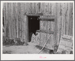 Sweet potatoes stored for the winter in tobacco barn [of Black tenant]. Caswell County, North Carolina.