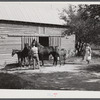 Prize-winning colt and mares raised by Black farm owner who cooperated with Black farm agent in planning program. Caswell County, North Carolina.