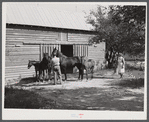 Prize-winning colt and mares raised by Black farm owner who cooperated with Black farm agent in planning program. Caswell County, North Carolina.