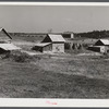 Tobacco barns, pack houses and tenant's home on farm about four miles north of Yanceyville on Danville Road. Caswell County, North Carolina.