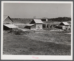 Tobacco barns, pack houses and tenant's home on farm about four miles north of Yanceyville on Danville Road. Caswell County, North Carolina.