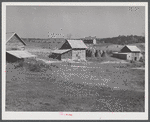 Tobacco barns, pack houses and tenant's home on farm about four miles north of Yanceyville on Danville Road. Caswell County, North Carolina.