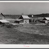 Tobacco barns, pack houses and tenant's home on farm about four miles north of Yanceyville on Danville Road. Caswell County, North Carolina.