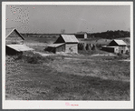 Tobacco barns, pack houses and tenant's home on farm about four miles north of Yanceyville on Danville Road. Caswell County, North Carolina.