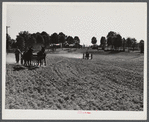 Plowing. Caswell County, North Carolina.