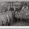 Mr. W.H. Willis, a FSA (Farm Security Administration) borrower and his helper grading stripping tobacco in pack house on his farm near Yanceyville. Caswell County, North Carolina.