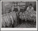 Mr. W.H. Willis, a FSA (Farm Security Administration) borrower and his helper grading stripping tobacco in pack house on his farm near Yanceyville. Caswell County, North Carolina.