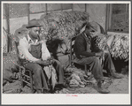 Grading and stripping tobacco in the pack house on Emery M. Hooper's farm in Corbett Ridge section. Caswell County, North Carolina.